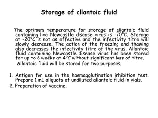 Storage of allantoic fluid
The optimum temperature for storage of allantoic fluid
containing live Newcastle disease virus is -70°C. Storage
at -20°C is not as effective and the infectivity titre will
slowly decrease. The action of the freezing and thawing
also decreases the infectivity titre of the virus. Allantoic
fluid containing Newcastle disease virus has been stored
for up to 6 weeks at 4°C without significant loss of titre.
Allantoic fluid will be stored for two purposes.
1. Antigen for use in the haemagglutination inhibition test.
Prepare 1 mL aliquots of undiluted allantoic fluid in vials.
2. Preparation of vaccine.
 
