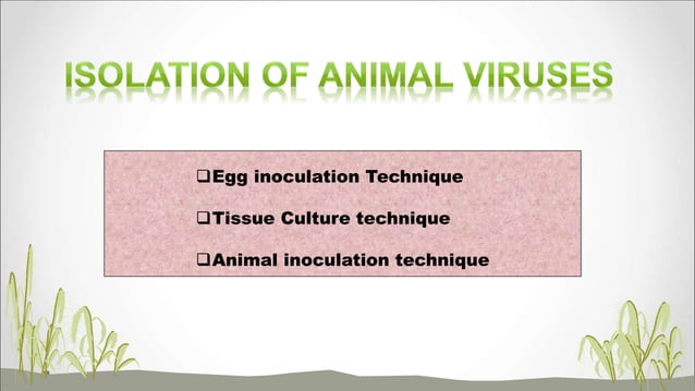 Egg inoculation technique for isolation of animal viruses | PPT
