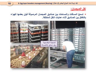 8
-
‫البياض‬ ‫الدجاج‬ ‫أمات‬ ‫تربية‬
(
‫الرعاية‬
)
8- Egg layer breeders management (Rearing)
10
‫الصيصان‬ ‫نقل‬
:

‫تسمح‬
‫ال‬
‫مسا‬
‫فات‬
‫والمساحات‬
‫بين‬
‫صناديق‬
‫الصيصان‬
‫المرصوفة‬
‫فوق‬
‫بعضها‬
‫للهواء‬
‫بالتغلغل‬
‫بين‬
‫الصناديق‬
‫أثناء‬
‫عمليات‬
‫النقل‬
‫المختلفة‬
.
‫البنفسجية‬ ‫المدجنة‬
‫دمشق‬ ‫ريف‬
(
‫الكسوة‬
)
 