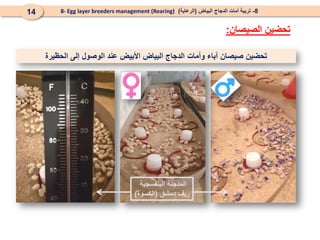 ‫تحضين‬
‫وأمات‬ ‫آباء‬ ‫صيصان‬
‫الحظيرة‬ ‫إلى‬ ‫الوصول‬ ‫عند‬ ‫األبيض‬ ‫البياض‬ ‫الدجاج‬
8
-
‫البياض‬ ‫الدجاج‬ ‫أمات‬ ‫تربية‬
(
‫الرعاية‬
)
8- Egg layer breeders management (Rearing)
14
‫الصيصان‬ ‫تحضين‬
:
‫البنفسجية‬ ‫المدجنة‬
‫دمشق‬ ‫ريف‬
(
‫الكسوة‬
)
 