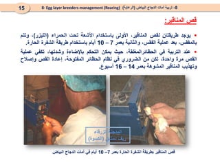 8
-
‫البياض‬ ‫الدجاج‬ ‫أمات‬ ‫تربية‬
(
‫الرعاية‬
)
8- Egg layer breeders management (Rearing)
15
‫المناقير‬ ‫قص‬
:

‫يوجد‬
‫طريقتان‬
‫لقص‬
،‫المناقير‬
‫األولى‬
‫باستخدام‬
‫األشعة‬
‫تحت‬
‫الحمراء‬
(
‫الليزر‬
)
،
‫وتتم‬
،‫بالمفقس‬
‫بعد‬
‫عملية‬
،‫الفقس‬
‫والثانية‬
‫بعمر‬
7
–
10
‫أيام‬
‫باستخدام‬
‫طريقة‬
‫الشفرة‬
‫الحارة‬
.

‫عند‬
‫التربية‬
‫في‬
،‫الحظائرالمغلقة‬
‫حيث‬
‫يمكن‬
‫التحكم‬
‫باإلضاءة‬
،‫وشدتها‬
‫تكفي‬
‫عملية‬
‫القص‬
‫مرة‬
،‫واحدة‬
‫لكن‬
‫من‬
‫الضروري‬
‫في‬
‫نظام‬
‫الحظائر‬
،‫المفتوحة‬
‫إعادة‬
‫القص‬
‫وإصالح‬
‫وتهذيب‬
‫المناقير‬
‫المشوهة‬
‫بعمر‬
14
–
16
‫أسبوع‬
.
‫قص‬
‫المناقير‬
‫بطريقة‬
‫الشفرة‬
‫الحارة‬
‫بعمر‬
7
–
10
‫أيام‬
‫في‬
‫أمات‬
‫الدجاج‬
‫البياض‬
‫الزرقاء‬ ‫المدجنة‬
‫دمشق‬ ‫ريف‬
(
‫الكسوة‬
)
 
