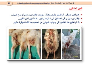 
‫عدم‬
‫قص‬
،‫المناقير‬
‫أو‬
‫قصها‬
‫بطرق‬
،‫خاطئة‬
‫سيسبب‬
‫اإلفتراس‬
‫و‬
‫نسل‬
‫أو‬
‫نزع‬
‫الريش‬
.

‫اإلفتراس‬
‫سيؤدي‬
‫في‬
‫المستقبل‬
‫إلى‬
‫استبعاد‬
‫ونفوق‬
ً
‫ا‬‫أعداد‬
‫كبيرة‬
‫من‬
‫الطيور‬
.

‫إذا‬
‫لم‬
‫تعالج‬
‫هذه‬
‫الظاهرة‬
‫في‬
،‫بدايتها‬
‫فسيكون‬
‫من‬
‫الصعب‬
‫بعد‬
‫ذلك‬
‫السيطرة‬
‫عليها‬
.
8
-
‫البياض‬ ‫الدجاج‬ ‫أمات‬ ‫تربية‬
(
‫الرعاية‬
)
8- Egg layer breeders management (Rearing)
16
‫المناقير‬ ‫قص‬
:
 