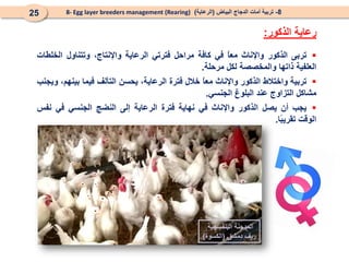 
‫تربى‬
‫الذكور‬
‫واإلناث‬
ً
‫ا‬‫مع‬
‫في‬
‫كافة‬
‫مراحل‬
‫فترتي‬
‫الرعاية‬
،‫واإلنتاج‬
‫وتتناول‬
‫الخلطات‬
‫العلفية‬
‫ذاتها‬
‫والمخصصة‬
‫لكل‬
‫مرحلة‬
.

‫تربية‬
‫وا‬
‫ختالط‬
‫الذكور‬
‫واإلناث‬
ً
‫ا‬‫مع‬
‫خالل‬
‫فترة‬
‫ال‬
،‫رعاية‬
‫يحسن‬
‫التآلف‬
‫فيما‬
،‫بينهم‬
‫و‬
‫يجنب‬
‫مشاكل‬
‫التزاوج‬
‫عند‬
‫البلوغ‬
‫الجنسي‬
.

‫يجب‬
‫أن‬
‫يصل‬
‫الذكور‬
‫واإلناث‬
‫في‬
‫نهاية‬
‫فترة‬
‫الرعاية‬
‫إلى‬
‫النضج‬
‫الجنسي‬
‫في‬
‫نفس‬
‫الوقت‬
‫ًا‬
‫ب‬‫تقري‬
.
8
-
‫البياض‬ ‫الدجاج‬ ‫أمات‬ ‫تربية‬
(
‫الرعاية‬
)
8- Egg layer breeders management (Rearing)
25
‫الذكور‬ ‫رعاية‬
:
‫البنفسجية‬ ‫المدجنة‬
‫دمشق‬ ‫ريف‬
(
‫الكسوة‬
)
 
