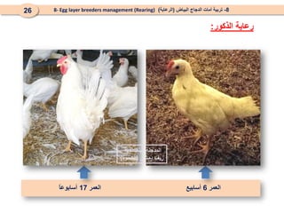 8
-
‫البياض‬ ‫الدجاج‬ ‫أمات‬ ‫تربية‬
(
‫الرعاية‬
)
8- Egg layer breeders management (Rearing)
26
‫الذكور‬ ‫رعاية‬
:
‫العمر‬
6
‫أسابيع‬
‫العمر‬
17
ً
‫ا‬‫أسابوع‬
‫البنفسجية‬ ‫المدجنة‬
‫دمشق‬ ‫ريف‬
(
‫الكسوة‬
)
 