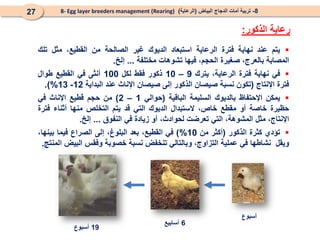 
‫يتم‬
‫عند‬
‫نهاية‬
‫فترة‬
‫الرعاية‬
‫استبعاد‬
‫الديوك‬
‫غير‬
‫الصالحة‬
‫من‬
،‫القطيع‬
‫مثل‬
‫تلك‬
‫المصابة‬
،‫بالعرج‬
‫صغيرة‬
،‫الحجم‬
‫فيها‬
‫تشوهات‬
‫مختلفة‬
...
‫إلخ‬
.

‫في‬
‫نهاية‬
‫فترة‬
،‫الرعاية‬
‫يترك‬
9
–
10
‫ذكور‬
‫فقط‬
‫لكل‬
100
‫أنثى‬
‫في‬
‫القطيع‬
‫طوال‬
‫فترة‬
‫اإلنتاج‬
(
‫تكون‬
‫نسبة‬
‫صيصان‬
‫الذكور‬
‫إلى‬
‫صيصان‬
‫اإلناث‬
‫عند‬
‫البداية‬
12
-
13
%
)
.

‫يمكن‬
‫اإلحتفاظ‬
‫بالديوك‬
‫السليمة‬
‫الباقية‬
(
‫حوالي‬
1
–
2
)
‫من‬
‫حجم‬
‫قطيع‬
‫اإلناث‬
‫في‬
‫حظيرة‬
‫خاصة‬
‫أو‬
‫مقطع‬
،‫خاص‬
‫الستبدال‬
‫الديوك‬
‫التي‬
‫قد‬
‫يتم‬
‫التخلص‬
‫منها‬
‫أثناء‬
‫فترة‬
،‫اإلنتاج‬
‫مثل‬
،‫المشوهة‬
‫التي‬
‫تعرضت‬
،‫لحوادث‬
‫أو‬
‫زيادة‬
‫في‬
‫النفوق‬
...
‫إلخ‬
.

‫ت‬
‫ؤدي‬
‫كثرة‬
‫الذكور‬
(
‫أكثر‬
‫من‬
10
%
)
‫في‬
،‫القطيع‬
‫بعد‬
،‫البلوغ‬
‫إلى‬
‫الصراع‬
‫فيما‬
،‫بينها‬
‫و‬
‫يقل‬
‫نشاط‬
‫ها‬
‫في‬
‫عملية‬
‫التزاوج‬
،
‫و‬
‫بالتالي‬
‫تنخفض‬
‫نسبة‬
‫خصوبة‬
‫وفقس‬
‫البيض‬
‫المنتج‬
.
8
-
‫البياض‬ ‫الدجاج‬ ‫أمات‬ ‫تربية‬
(
‫الرعاية‬
)
8- Egg layer breeders management (Rearing)
27
‫الذكور‬ ‫رعاية‬
:
‫أسبوع‬
6
‫أسابيع‬
19
‫أسبوع‬
 