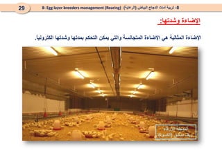 ً
‫ا‬‫الكتروني‬ ‫وشدتها‬ ‫بمدتها‬ ‫التحكم‬ ‫يمكن‬ ‫والتي‬ ‫المتجانسة‬ ‫اإلضاءة‬ ‫هي‬ ‫المثالية‬ ‫اإلضاءة‬
.
‫الزرقاء‬ ‫المدجنة‬
‫دمشق‬ ‫ريف‬
(
‫الكسوة‬
)
8
-
‫البياض‬ ‫الدجاج‬ ‫أمات‬ ‫تربية‬
(
‫الرعاية‬
)
8- Egg layer breeders management (Rearing)
29
‫وشدتها‬ ‫اإلضاءة‬
:
 