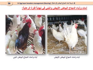 ‫البني‬ ‫البياض‬ ‫الدجاج‬ ‫وأمات‬ ‫أباء‬
‫الرعاية‬ ‫فترة‬ ‫نهاية‬ ‫في‬ ‫والبني‬ ‫األبيض‬ ‫البياض‬ ‫الدجاج‬ ‫وآباء‬ ‫أمات‬
:
8
-
‫البياض‬ ‫الدجاج‬ ‫أمات‬ ‫تربية‬
(
‫الرعاية‬
)
8- Egg layer breeders management (Rearing)
36
‫البنفسجية‬ ‫المدجنة‬
‫دمشق‬ ‫ريف‬
(
‫الكسوة‬
)
‫األبيض‬ ‫البياض‬ ‫الدجاج‬ ‫وأمات‬ ‫آباء‬
 
