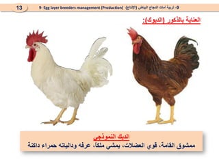 ‫بالذكور‬ ‫العناية‬
(
‫الديوك‬
:)
9
-
‫البياض‬ ‫الدجاج‬ ‫أمات‬ ‫تربية‬
(
‫اإلنتاج‬
)
9- Egg layer breeders management (Production)
13
‫النموذجي‬ ‫الديك‬
‫داكنة‬ ‫حمراء‬ ‫ودالياته‬ ‫عرفه‬ ،ً‫ا‬‫ملك‬ ‫يمشي‬ ،‫العضالت‬ ‫قوي‬ ،‫القامة‬ ‫ممشوق‬
 