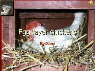 Egg layer chickens By:Sami 