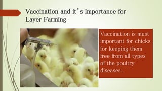 Vaccination and it’s Importance for
Layer Farming
Vaccination is must
important for chicks
for keeping them
free from all types
of the poultry
diseases.
 