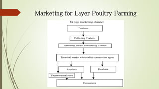 Marketing for Layer Poultry Farming
 