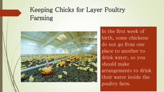 Keeping Chicks for Layer Poultry
Farming
In the first week of
birth, some chickens
do not go from one
place to another to
drink water, so you
should make
arrangements to drink
their water inside the
poultry farm.
 