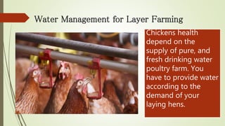 Water Management for Layer Farming
Chickens health
depend on the
supply of pure, and
fresh drinking water
poultry farm. You
have to provide water
according to the
demand of your
laying hens.
 