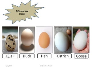 Duck Hen Ostrich GooseQuail
Different egg
breeds
34
4/18/2020 Dr.Dina A.B. Awad
 