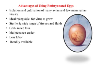 Advantages of Using Embryonated Eggs
• Isolation and cultivation of many avian and few mammalian
viruses
• Ideal receptacle for virus to grow
• Sterile & wide range of tissues and fluids
• Cost- much less
• Maintenance-easier
• Less labor
• Readily available
 