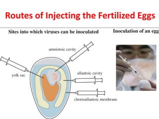 Routes of Injecting the Fertilized Eggs
 