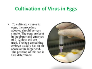 Cultivation of Virus in Eggs
• To cultivate viruses in
eggs, the procedure
adopted should be very
simple. The eggs are kept
in incubator and embryos
of 7-12 days old are
used. The egg containing
embryo usually has an air
apace at the larger end.
The position of this sac is
first determined.
 