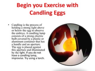 Begin you Exercise with
Candling Eggs
• Candling is the process of
holding a strong light above
or below the egg to observe
the embryo. A candling lamp
consists of a strong electric
bulb covered by a plastic or
aluminum container that has
a handle and an aperture.
The egg is placed against
this aperture and illuminated
by the light. If you do not
have a candling lamp,
improvise. Try using a torch.
 