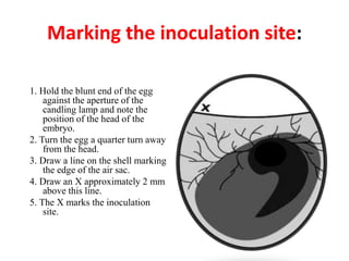 Marking the inoculation site:
1. Hold the blunt end of the egg
against the aperture of the
candling lamp and note the
position of the head of the
embryo.
2. Turn the egg a quarter turn away
from the head.
3. Draw a line on the shell marking
the edge of the air sac.
4. Draw an X approximately 2 mm
above this line.
5. The X marks the inoculation
site.
 