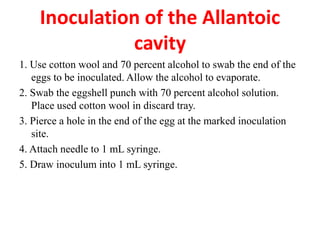 1. Use cotton wool and 70 percent alcohol to swab the end of the
eggs to be inoculated. Allow the alcohol to evaporate.
2. Swab the eggshell punch with 70 percent alcohol solution.
Place used cotton wool in discard tray.
3. Pierce a hole in the end of the egg at the marked inoculation
site.
4. Attach needle to 1 mL syringe.
5. Draw inoculum into 1 mL syringe.
Inoculation of the Allantoic
cavity
 