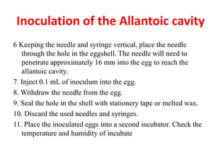 6 Keeping the needle and syringe vertical, place the needle
through the hole in the eggshell. The needle will need to
penetrate approximately 16 mm into the egg to reach the
allantoic cavity.
7. Inject 0.1 mL of inoculum into the egg.
8. Withdraw the needle from the egg.
9. Seal the hole in the shell with stationery tape or melted wax.
10. Discard the used needles and syringes.
11. Place the inoculated eggs into a second incubator. Check the
temperature and humidity of incubate
Inoculation of the Allantoic cavity
 