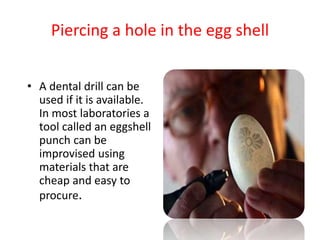 Piercing a hole in the egg shell
• A dental drill can be
used if it is available.
In most laboratories a
tool called an eggshell
punch can be
improvised using
materials that are
cheap and easy to
procure.
 