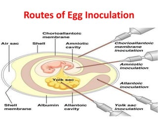 Routes of Egg Inoculation
 