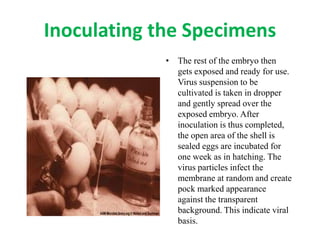 Inoculating the Specimens
• The rest of the embryo then
gets exposed and ready for use.
Virus suspension to be
cultivated is taken in dropper
and gently spread over the
exposed embryo. After
inoculation is thus completed,
the open area of the shell is
sealed eggs are incubated for
one week as in hatching. The
virus particles infect the
membrane at random and create
pock marked appearance
against the transparent
background. This indicate viral
basis.
 