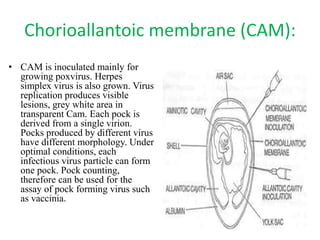 Chorioallantoic membrane (CAM):
• CAM is inoculated mainly for
growing poxvirus. Herpes
simplex virus is also grown. Virus
replication produces visible
lesions, grey white area in
transparent Cam. Each pock is
derived from a single virion.
Pocks produced by different virus
have different morphology. Under
optimal conditions, each
infectious virus particle can form
one pock. Pock counting,
therefore can be used for the
assay of pock forming virus such
as vaccinia.
 
