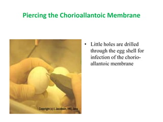 Piercing the Chorioallantoic Membrane
• Little holes are drilled
through the egg shell for
infection of the chorio-
allantoic membrane
 