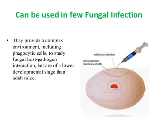 Can be used in few Fungal Infection
• They provide a complex
environment, including
phagocytic cells, to study
fungal host-pathogen
interaction, but are of a lower
developmental stage than
adult mice.
 