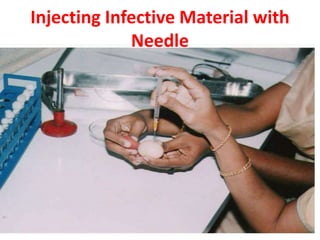 Injecting Infective Material with
Needle
 
