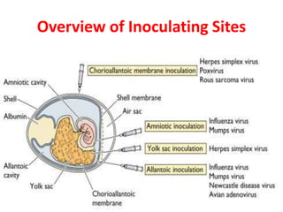 Overview of Inoculating Sites
 