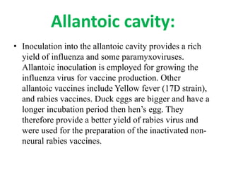 • Inoculation into the allantoic cavity provides a rich
yield of influenza and some paramyxoviruses.
Allantoic inoculation is employed for growing the
influenza virus for vaccine production. Other
allantoic vaccines include Yellow fever (17D strain),
and rabies vaccines. Duck eggs are bigger and have a
longer incubation period then hen’s egg. They
therefore provide a better yield of rabies virus and
were used for the preparation of the inactivated non-
neural rabies vaccines.
Allantoic cavity:
 
