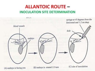 ALLANTOIC ROUTE –
INOCULATION SITE DETERMINATION
 