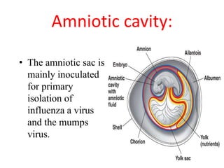 Amniotic cavity:
• The amniotic sac is
mainly inoculated
for primary
isolation of
influenza a virus
and the mumps
virus.
 