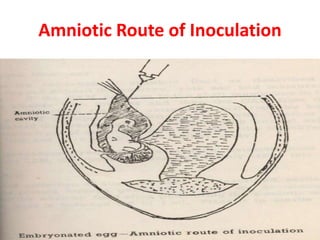 Amniotic Route of Inoculation
 