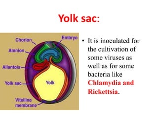 Yolk sac:
• It is inoculated for
the cultivation of
some viruses as
well as for some
bacteria like
Chlamydia and
Rickettsia.
 