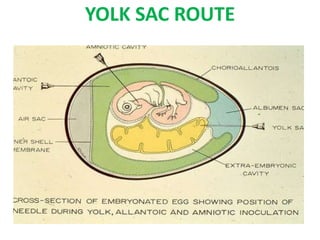 YOLK SAC ROUTE
 