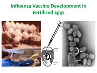 Influenza Vaccine Development in
Fertilized Eggs
 