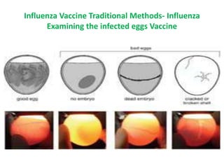 Influenza Vaccine Traditional Methods- Influenza
Examining the infected eggs Vaccine
 