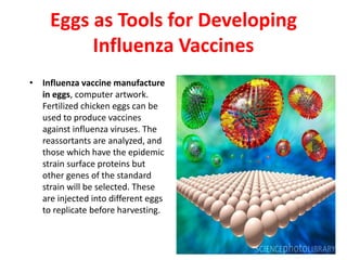 Eggs as Tools for Developing
Influenza Vaccines
• Influenza vaccine manufacture
in eggs, computer artwork.
Fertilized chicken eggs can be
used to produce vaccines
against influenza viruses. The
reassortants are analyzed, and
those which have the epidemic
strain surface proteins but
other genes of the standard
strain will be selected. These
are injected into different eggs
to replicate before harvesting.
 
