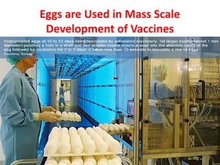 Eggs are Used in Mass Scale
Development of Vaccines
 