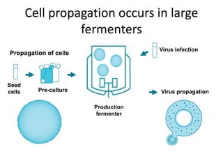 Cell propagation occurs in large
fermenters
Propagation of cells
Seed
cells Pre-culture
Production
fermenter
Virus infection
Virus propagation
 