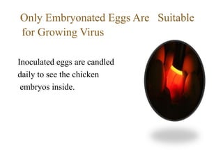 Only Embryonated Eggs Are Suitable
for Growing Virus
Inoculated eggs are candled
daily to see the chicken
embryos inside.
 