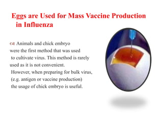 Eggs are Used for Mass Vaccine Production
in Influenza
 Animals and chick embryo
were the first method that was used
to cultivate virus. This method is rarely
used as it is not convenient.
However, when preparing for bulk virus,
(e.g. antigen or vaccine production)
the usage of chick embryo is useful.
 