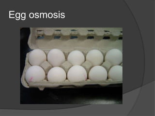 Egg osmosis
 