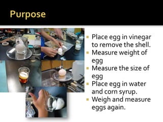    Place egg in vinegar
    to remove the shell.
   Measure weight of
    egg
   Measure the size of
    egg
   Place egg in water
    and corn syrup.
   Weigh and measure
    eggs again.
 