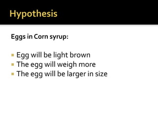 Eggs in Corn syrup:

 Egg will be light brown
 The egg will weigh more
 The egg will be larger in size
 