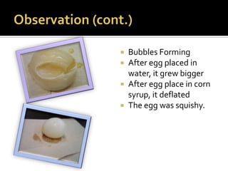  Bubbles Forming
 After egg placed in
  water, it grew bigger
 After egg place in corn
  syrup, it deflated
 The egg was squishy.
 